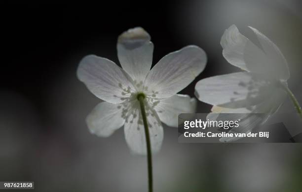 fragility - blij stock pictures, royalty-free photos & images