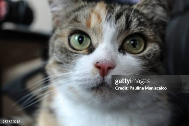 lovely cat - maniscalco stock pictures, royalty-free photos & images