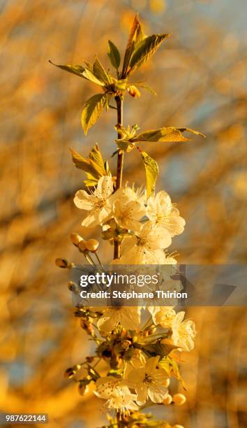 flower of wild cherry tree / fleur de cerisier - wild cherry tree stock-fotos und bilder