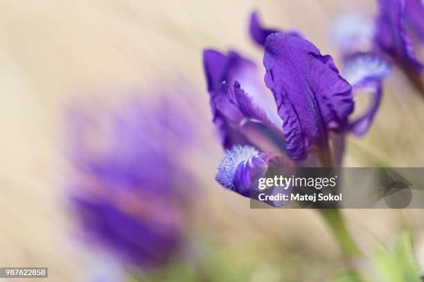 violet - sokol stock pictures, royalty-free photos & images