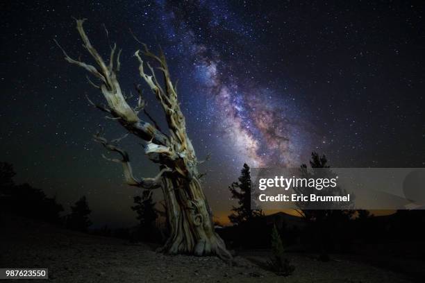 ageless wonder - ageless stock pictures, royalty-free photos & images
