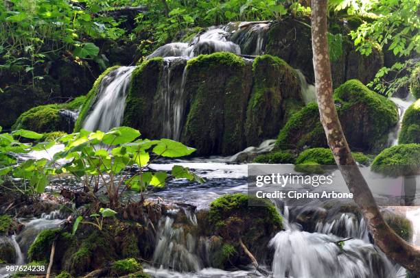 plitvice - ciprian stock pictures, royalty-free photos & images