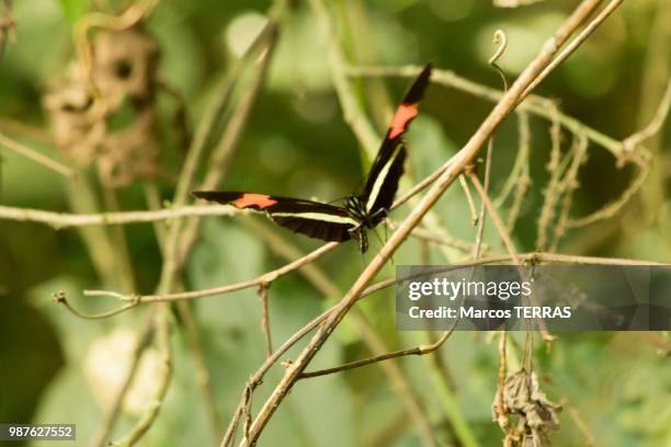 butterfly - terras stock pictures, royalty-free photos & images