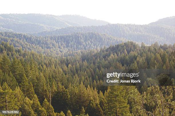 Norcal Trees 737 Cal Green Stock Photos, High-Res Pictures, and Images - Getty Images