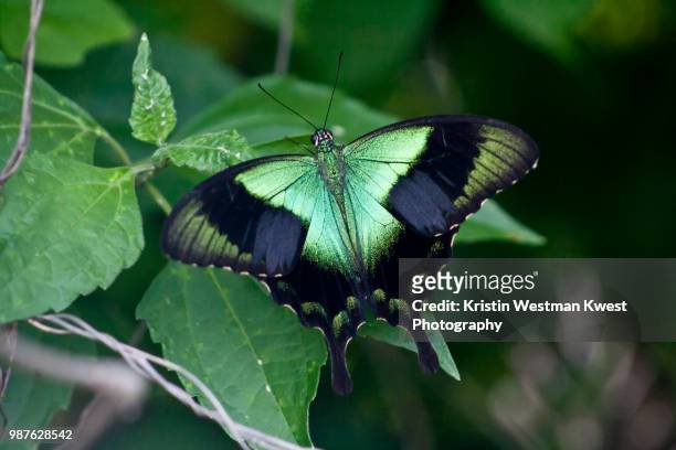 green butterfly - emerald swallowtail stockfoto's en -beelden