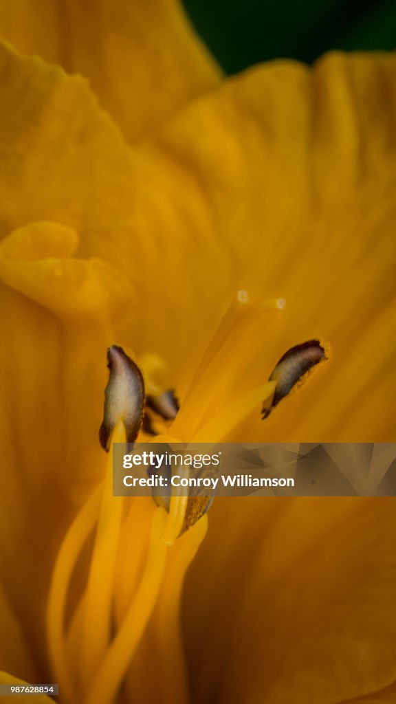 Yellow flower