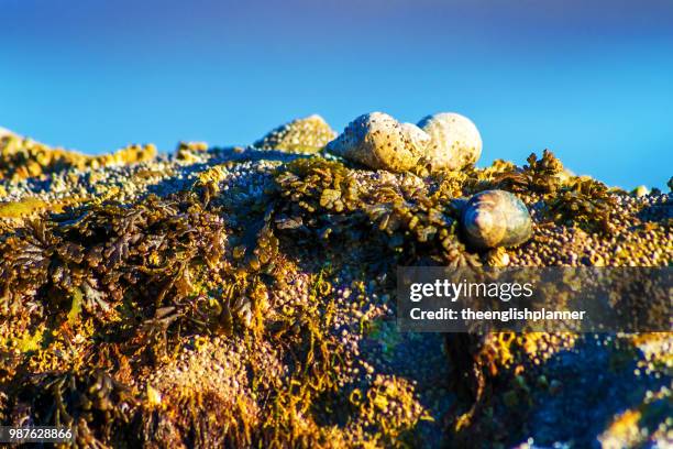 Winkle 3,327 Winkle Out Stock Photos, High-Res Pictures, and Images - Getty Images