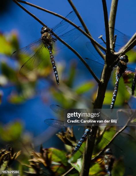 hanging around - blij stock pictures, royalty-free photos & images