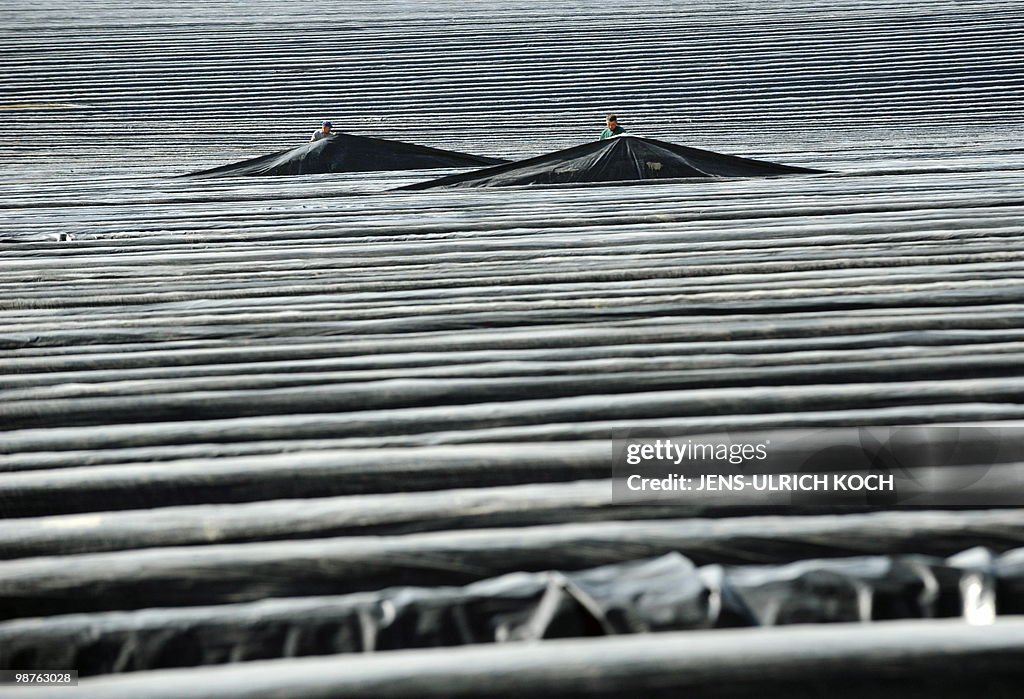 Seasonal workers take part in the aspara