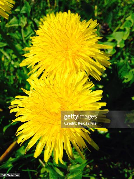 dandelion twins - iphone - jarvis summers stock pictures, royalty-free photos & images