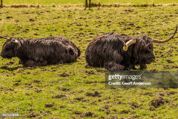 twa coos - twa fotografías e imágenes de stock