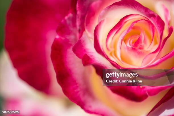 pink edged rose - edged stock pictures, royalty-free photos & images