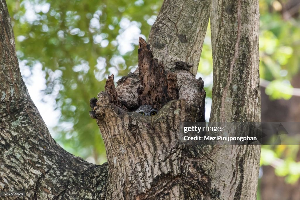 Hide & Seek