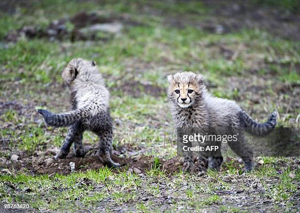 Cheetah cubs are shown to the public for the first time at the Boras Zoo east of Gothenburg, Sweden, on April 23, 2010. AFP Photo: Björn Larsson...