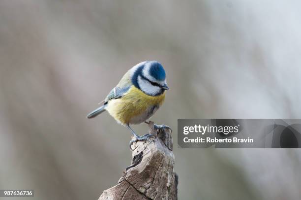 cyanistes caeruleus - bravin foto e immagini stock