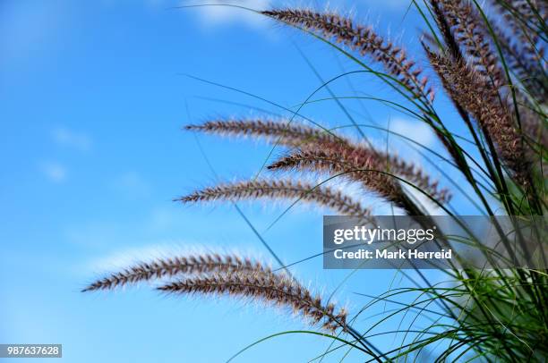 ornamental fountain grass (pennisetum) - fountain grass stock pictures, royalty-free photos & images