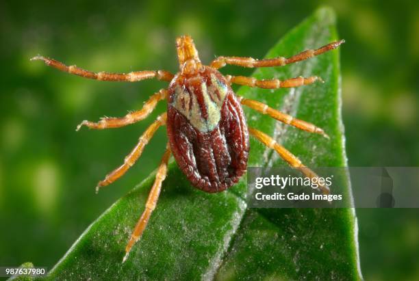 female gulf coast tick - riquétsia imagens e fotografias de stock