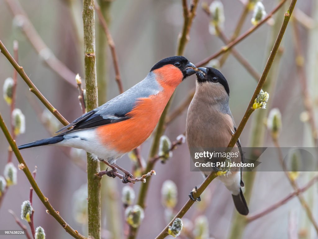 Love is in the air