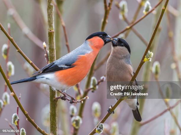 love is in the air - bull finch stock pictures, royalty-free photos & images