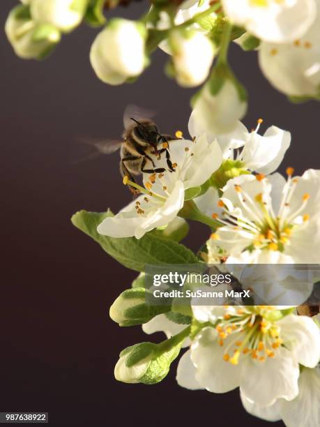 biene - faroe islands food stock pictures, royalty-free photos & images