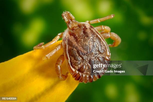 male cayenne tick - spotted fever stock pictures, royalty-free photos & images