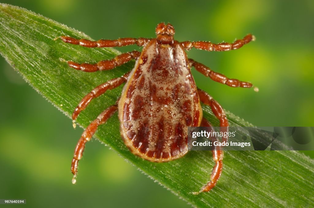 Male Rocky Mountain Wood Tick