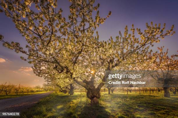 under the cherry tree - nachbar stock pictures, royalty-free photos & images