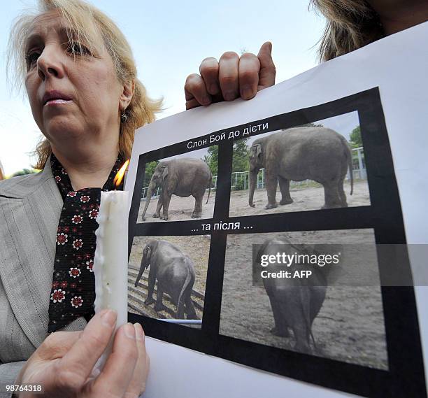 Women holds a candle and pictures of dead elephant Boy during a protest in front of Kiev city administration on April 30, 2010. Ukraine prosecutors...
