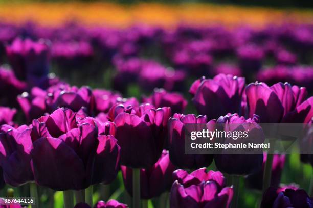 purple tulips - ottawa tulips stock pictures, royalty-free photos & images