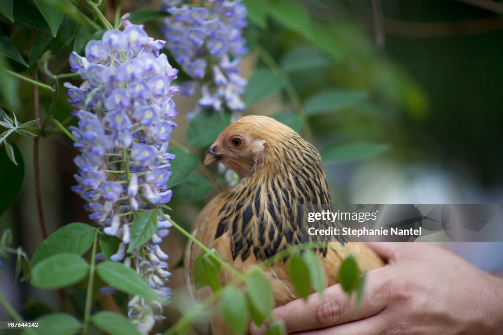 Chicken and flower