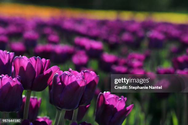 purple tulips - ottawa tulips stock pictures, royalty-free photos & images