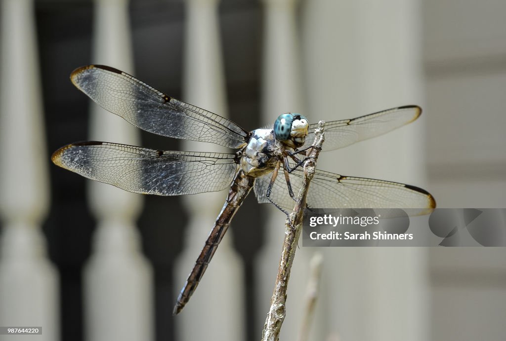 Dragonfly