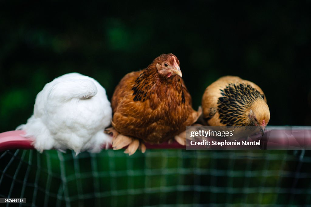 3 chickens