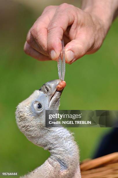 Baby griffon vulture named "Einstein" is fed at the zoo in the northern German city of Hanover on April 28, 2010. The young bird was born on April 9,...