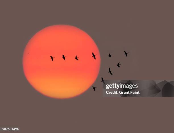 migrating birds at sunrise. - vogelschwarm stock-fotos und bilder