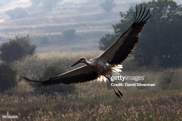 Migratory stork takes off early morning on April 29, 2010 in the Golan Heights, the disputed strategic volcanic plateau Israel captured from the...