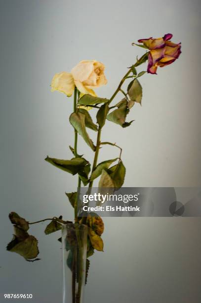 a rose is a rose is a rose... - enkele roos stockfoto's en -beelden