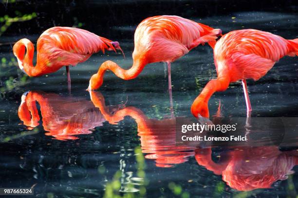 red flamingos - roter flamingo stock-fotos und bilder