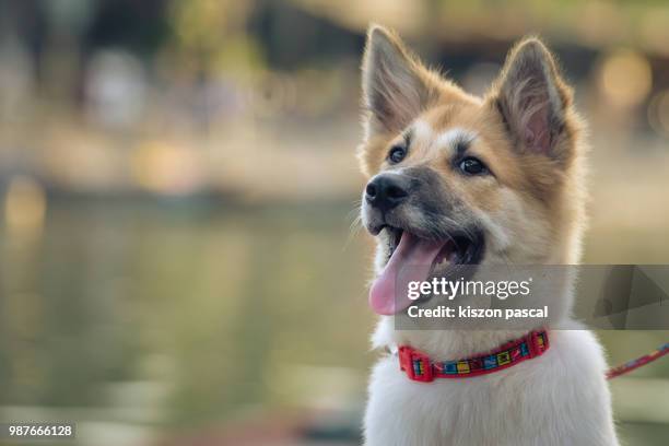 close up portrait of a cute domesticated young dog in street - mixed breed dog stock pictures, royalty-free photos & images