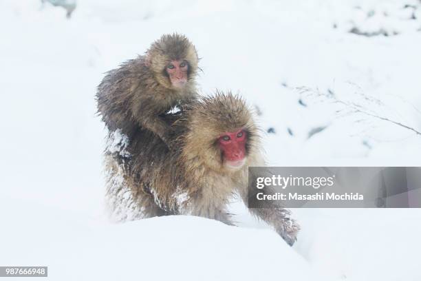 baby-sitter - snow monkeys stockfoto's en -beelden