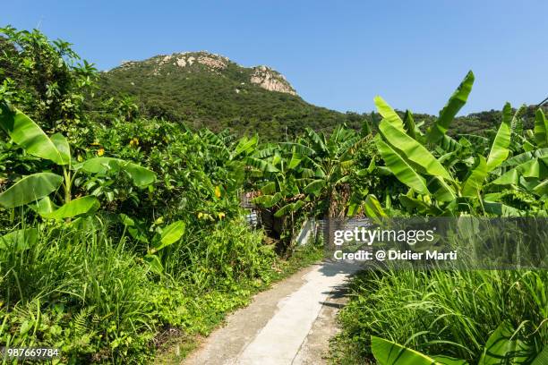 hiking trail leading to the top of the ling kok shan mountain in lamma island on a sunny day in hong kong - didier marti stock pictures, royalty-free photos & images