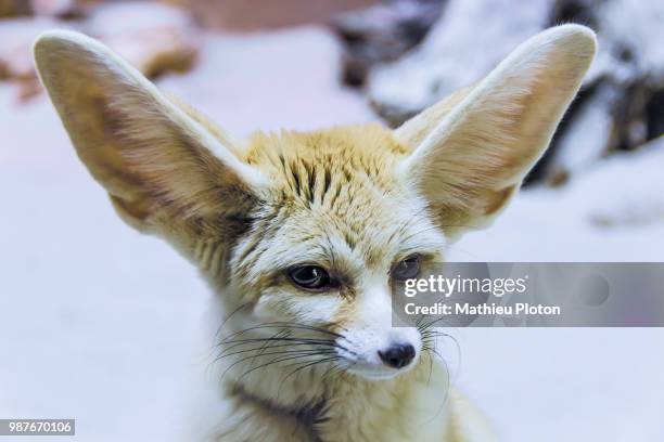 fennec - fennec - fotografias e filmes do acervo