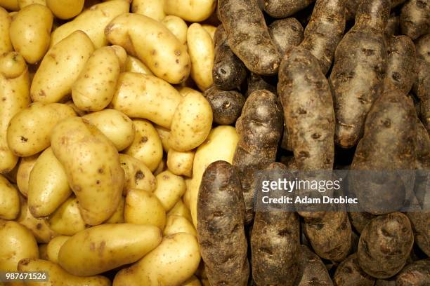 fresh produce at the farmers market - fingerling potato stock pictures, royalty-free photos & images