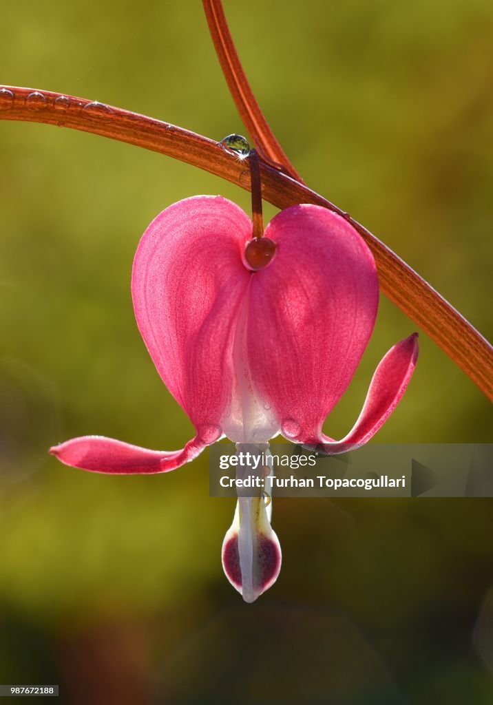 Bleeding heart