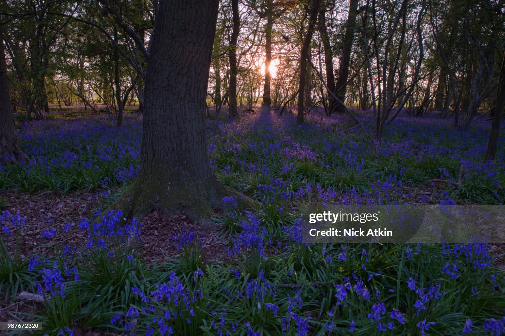 Purple Shadows