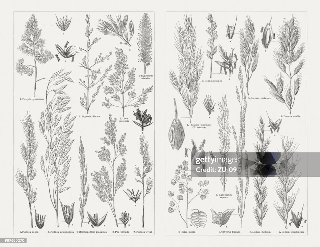 Grasses, wood engravings, published in 1897