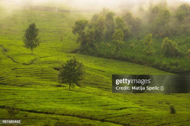 tea plantation @ puncak pass - puncak pass stock pictures, royalty-free photos & images