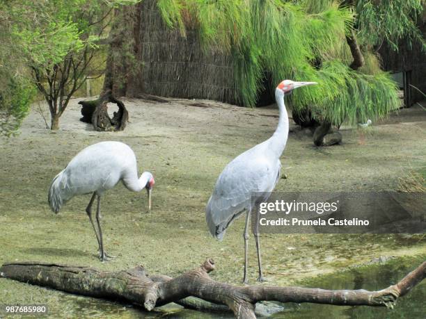 keep looking while i pose - grus rubicunda stock pictures, royalty-free photos & images