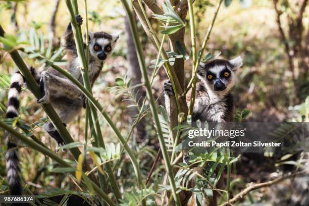 madagascar. ring-tailed lemur. - ring tailed lemur stock pictures, royalty-free photos & images