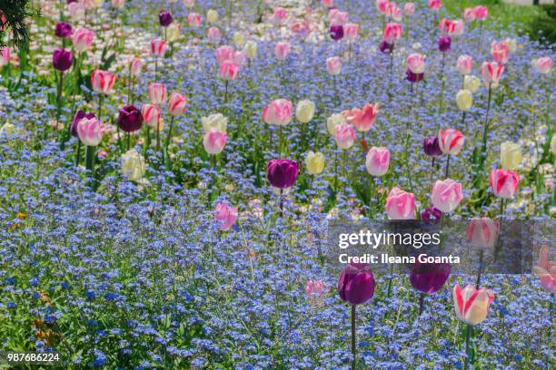 field of tulips - ileana stock pictures, royalty-free photos & images